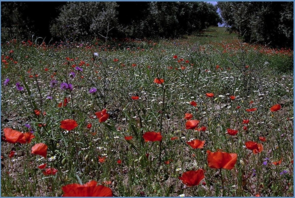 Creation of Lovely day for picking flowers: Step 2